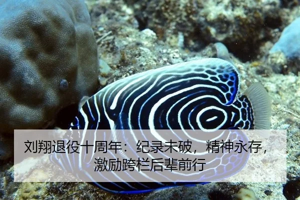 刘翔退役十周年：纪录未破，精神永存，激励跨栏后辈前行